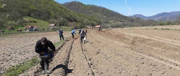 Zajimović: Direkcija završava sjetvu na 116 hektara vakufskog zemljišta u BiH